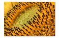 Sonnenblume M 03
